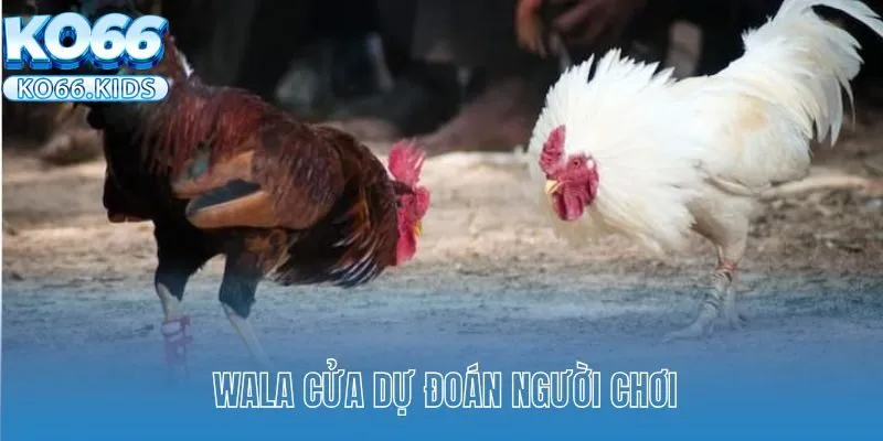 Đá Gà Campuchia KO66 - Trải Nghiệm Cá Cược Đẳng Cấp Số 1 4 Wala cửa dự đoán người chơi