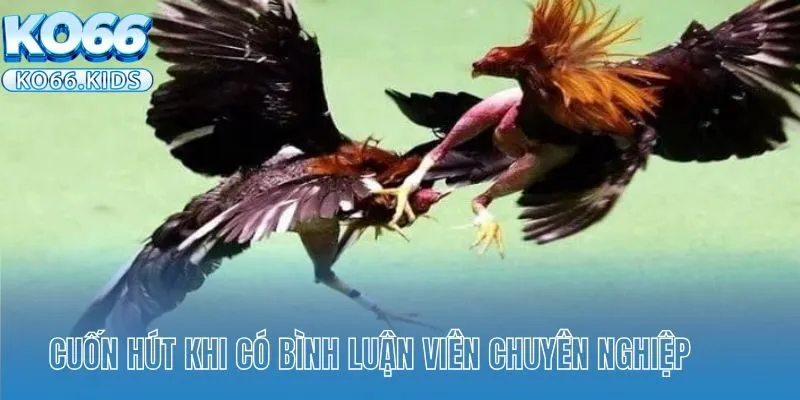Đá Gà Cựa Dao Tại KO66 - Sảnh Cược Gây Cấn Hấp Dẫn Sư Kê 3 Cuốn hút khi có bình luận viên chuyên nghiệp