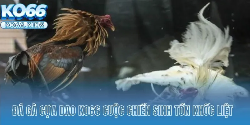 Đá Gà Cựa Dao Tại KO66 - Sảnh Cược Gây Cấn Hấp Dẫn Sư Kê 2 Đá gà cựa dao tại KO66 cuộc chiến sinh tồn khốc liệt