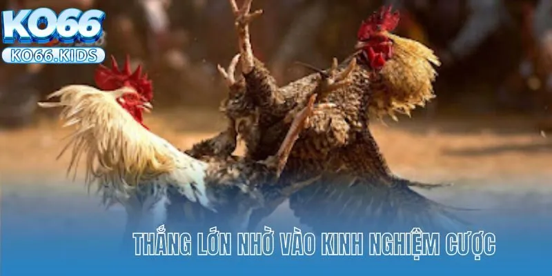 Đá Gà Cựa Dao Tại KO66 - Sảnh Cược Gây Cấn Hấp Dẫn Sư Kê 4 Thắng lớn nhờ vào kinh nghiệm cược