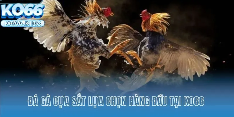 Đá Gà Cựa Sắt KO66 - Theo Dõi Những Trận Chiến Kê Mãn Nhãn 2 Đá gà cựa sắt lựa chọn hàng đầu tại KO66