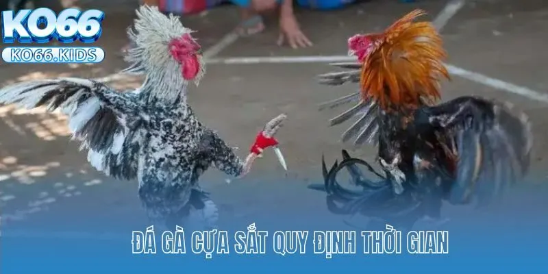 Đá Gà Cựa Sắt KO66 - Theo Dõi Những Trận Chiến Kê Mãn Nhãn 4 Đá gà cựa sắt quy định thời gian