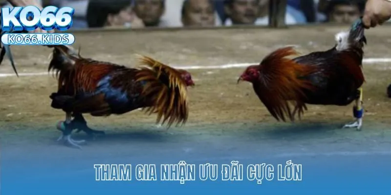 Đá Gà Cựa Sắt KO66 - Theo Dõi Những Trận Chiến Kê Mãn Nhãn 3 Tham gia nhận ưu đãi cực lớn