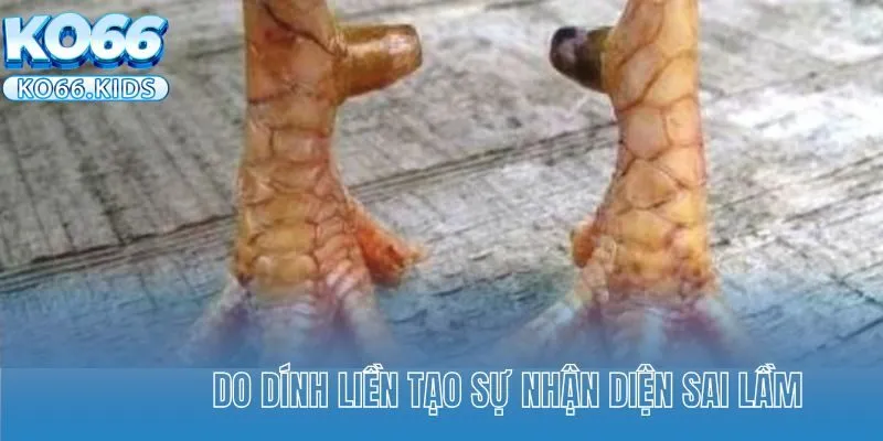 Vảy Gà Tam Tài - Thần Kê Chiến Đấu Mạnh Mẽ, Kiên Cường 3 Do dính liền tạo sự nhận diện sai lầm