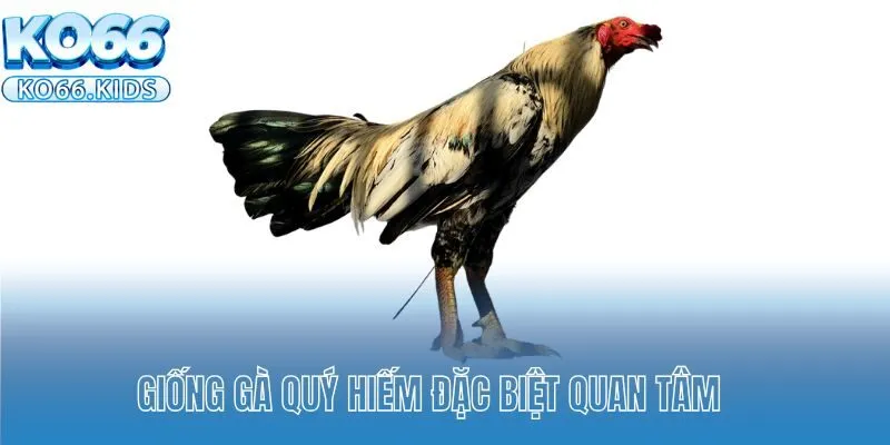 Vảy Gà Tam Tài - Thần Kê Chiến Đấu Mạnh Mẽ, Kiên Cường 2 Giống gà quý hiếm đặc biệt quan tâm